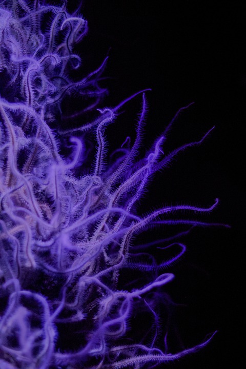 fucoidan cancer treatment