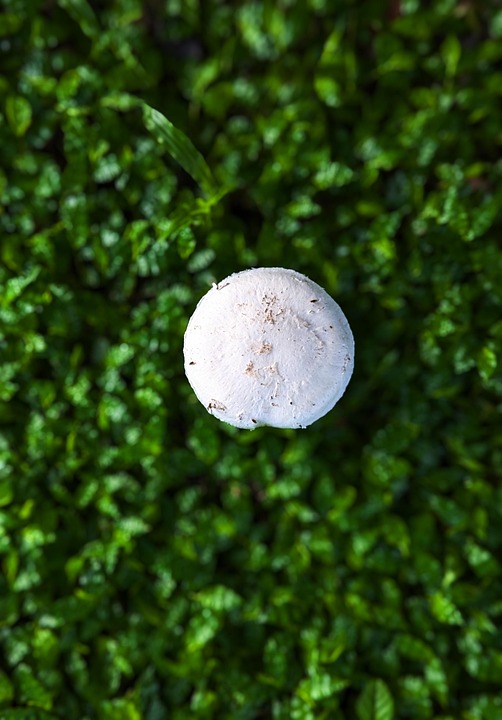 fucoidan extract bulk powder capsules