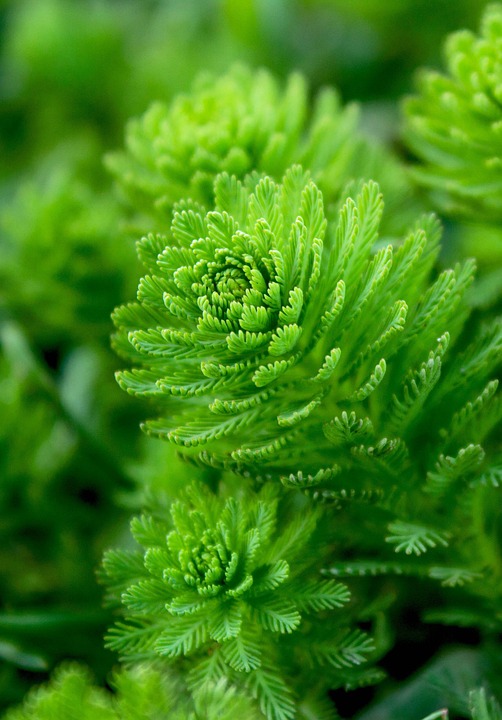 fucoidan where to buy