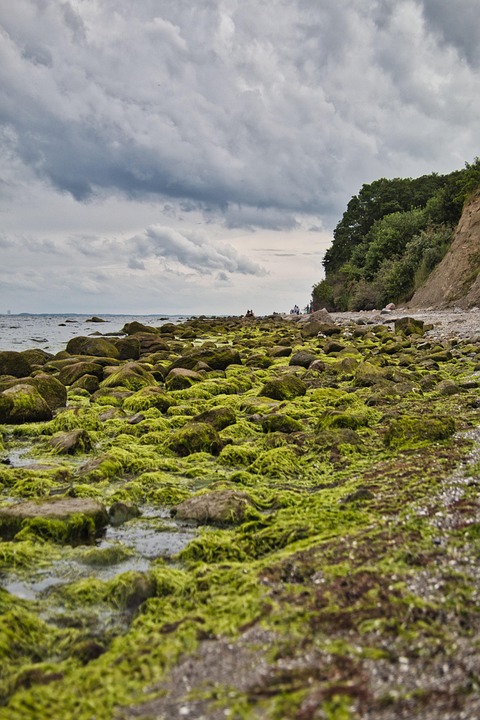 fucoidan okinawa japan amazon