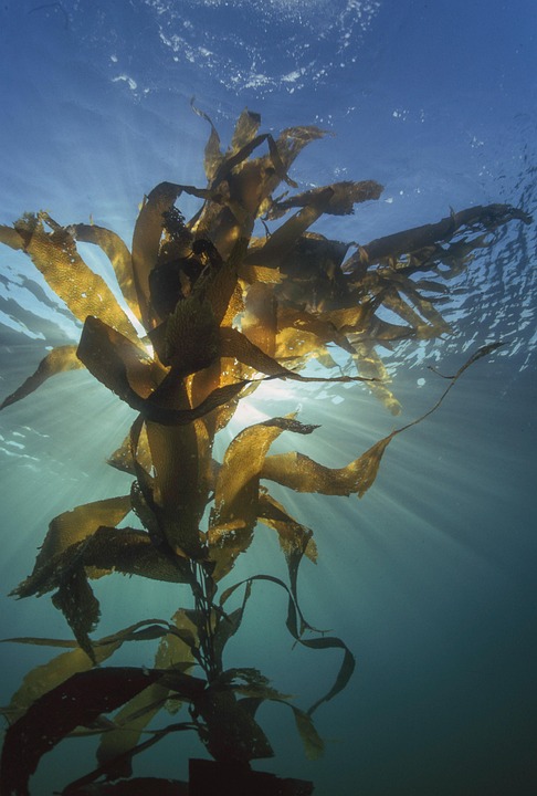 fucoidan brown seaweed