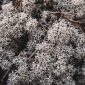 fucoidan korea