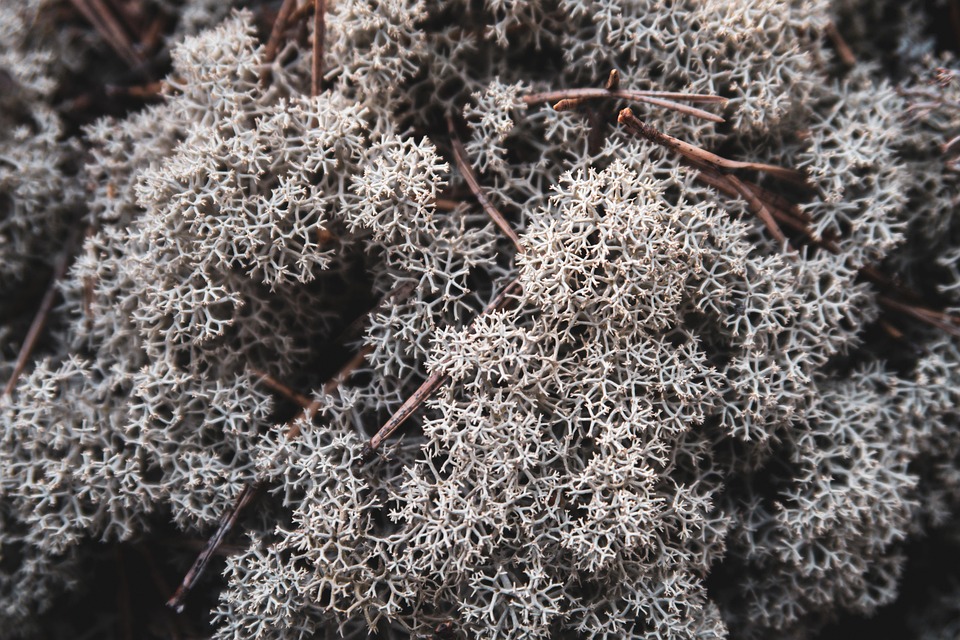fucoidan korea